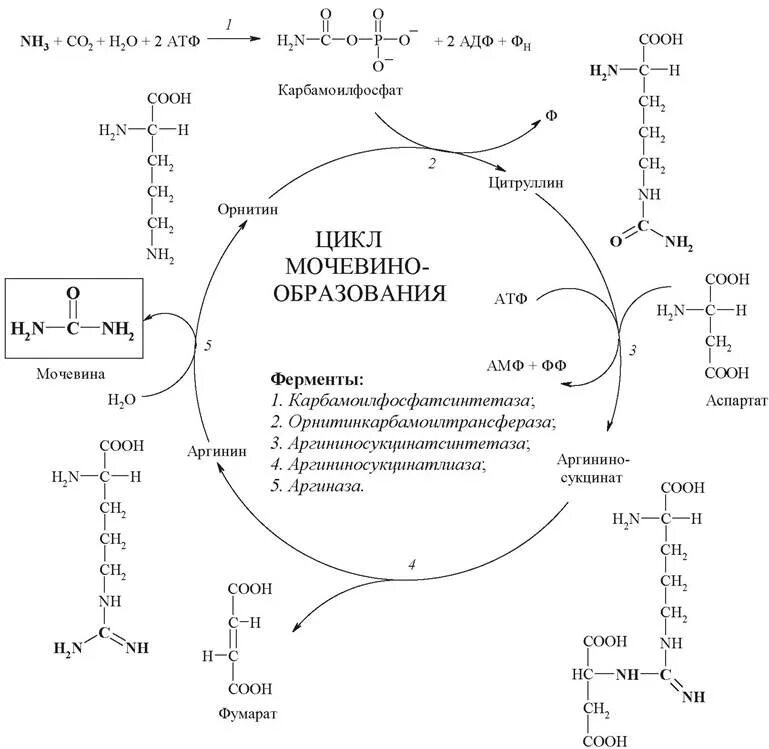 Реакции орнитинового цикла биохимия. Орнитиновый цикл биохимия. Орнитиновый цикл мочевинообразования биохимия. Орнитиновый цикл биохимия реакции. Орнитиновый цикл реакции
