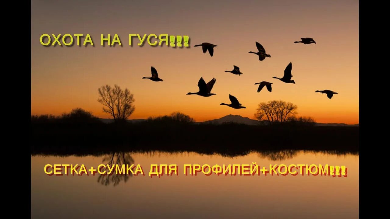 Стаи птиц улетают прочь за синее море. Стая перелетных птиц. Поздняя осень птицы улетают. Осенний пейзаж с журавлями. Перелётные птицы журавлиный клин.