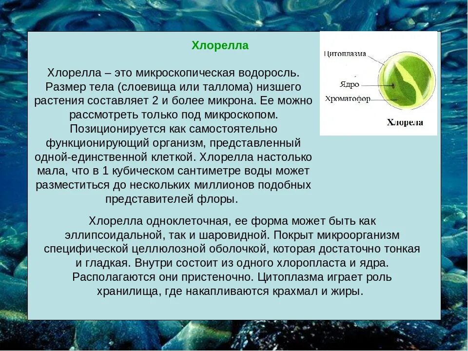 Фукус среда обитания водная. Зеленые водоросли хлорелла. Водоросль хлорелла таллом. Микроскопические зеленые водоросли. Микроскопические водоросли Размеры.