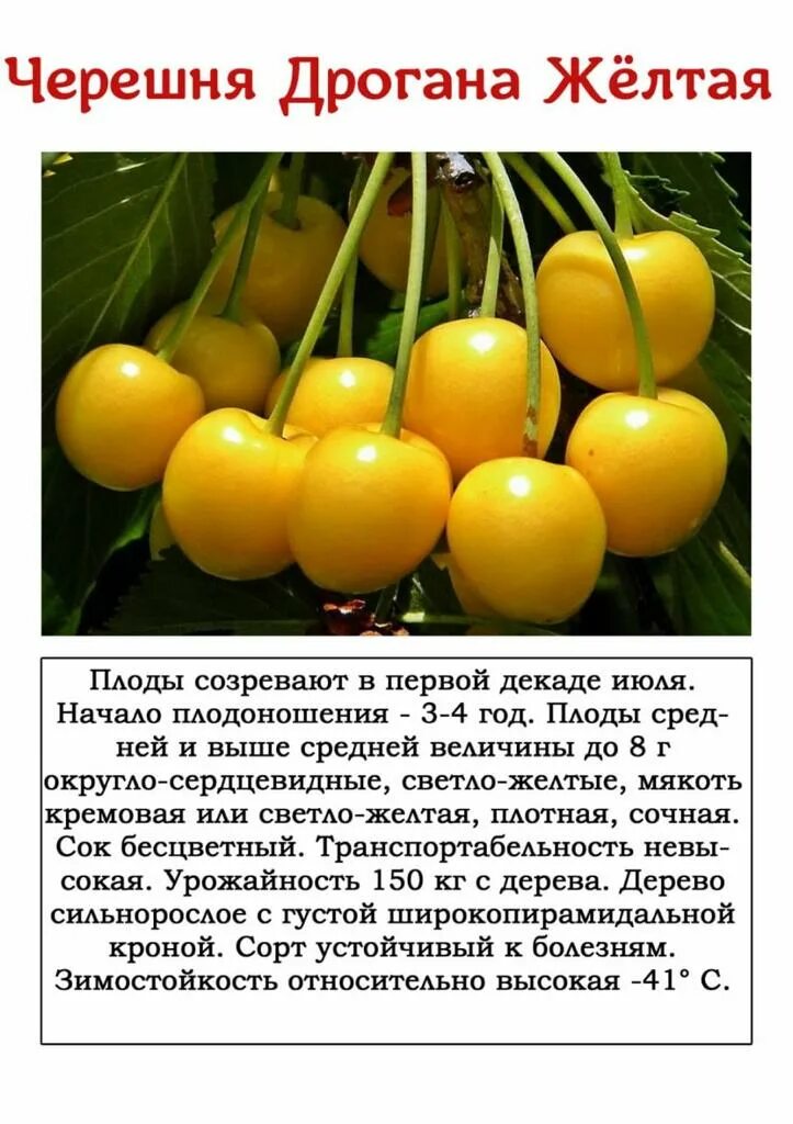 Черешня желтые листья. Черешня дрогана желтая. Черешня дрогана. Черешня сорт чермашная. Черешня дрогана.