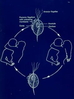 Жизненный цикл трихомонады