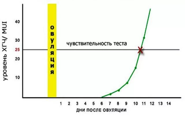 На какой день происходит имплантация после овуляции. График роста ХГЧ по дням после имплантации. ХГЧ при имплантации. Рост ХГЧ по дням после имплантации. Уровень ХГЧ после имплантации.