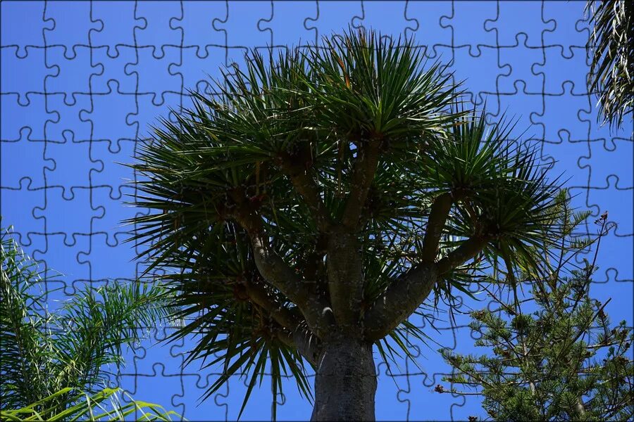 Dracaena draco seeds, dragon tree saat, drago semillas FREE SHIPPING eBay
