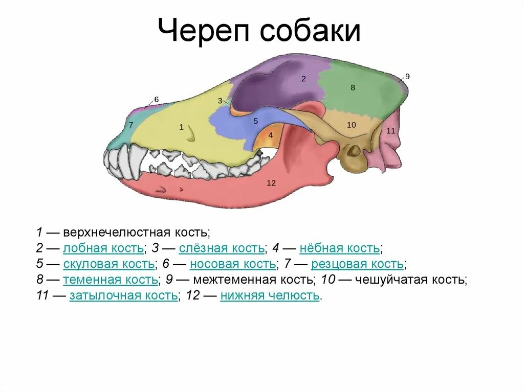 Строение черепа собаки анатомия. Кости черепа собаки анатомия. Кости черепа собаки схема. Череп собаки название костей.