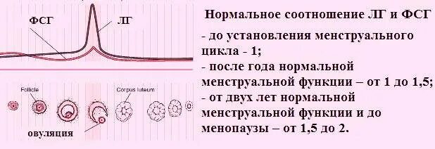 Соотношение гормонов у женщин в фолликулярной фазе. Норма ЛГ И ФСГ У женщин на 3 день цикла. Норма ФСГ И ЛГ В фазы цикла. Отношение ФСГ К ЛГ В фолликулярной фазе норма у женщин.