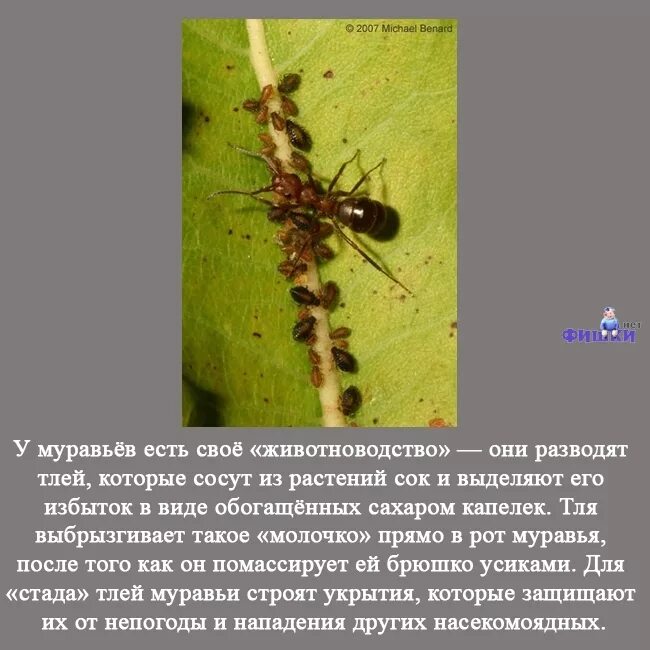 Муравьи как разбавить