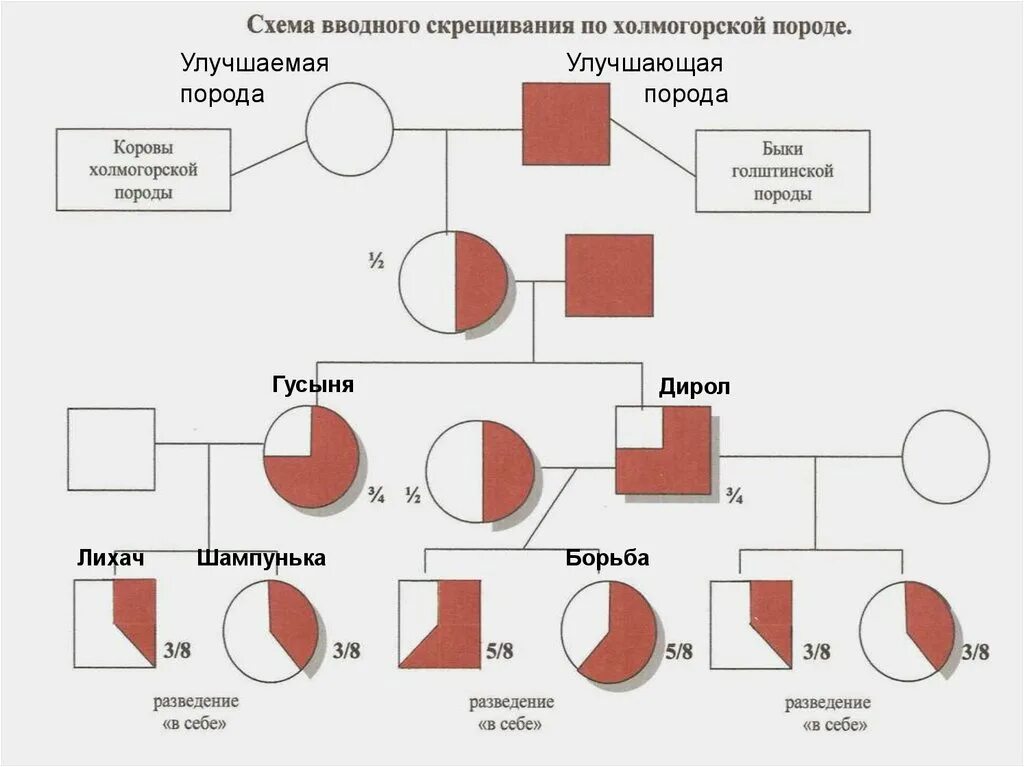 Схема воспроизводительного скрещивания. Схема вводного скрещивания. Поглотительное скрещивание. Вводное скрещивание.