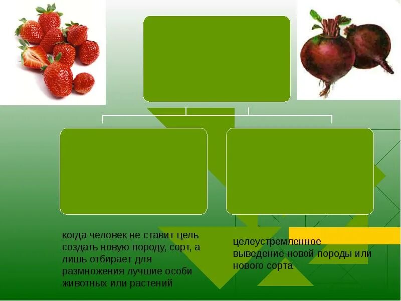 Сообщение на тему происхождение культурных растений. Доклад на тему происхождение культурных растений. происхождение культурных растений 6 класс. разнообразие и происхождение культурных растений презентация. история происхождения отдельных сортов культурных растений.
