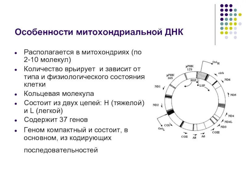 Структура митохондриальной ДНК. Митохондриальная ДНК характеристика. Особенности строения митохондриальной ДНК. Структура, свойства и функции митохондриальной ДНК.