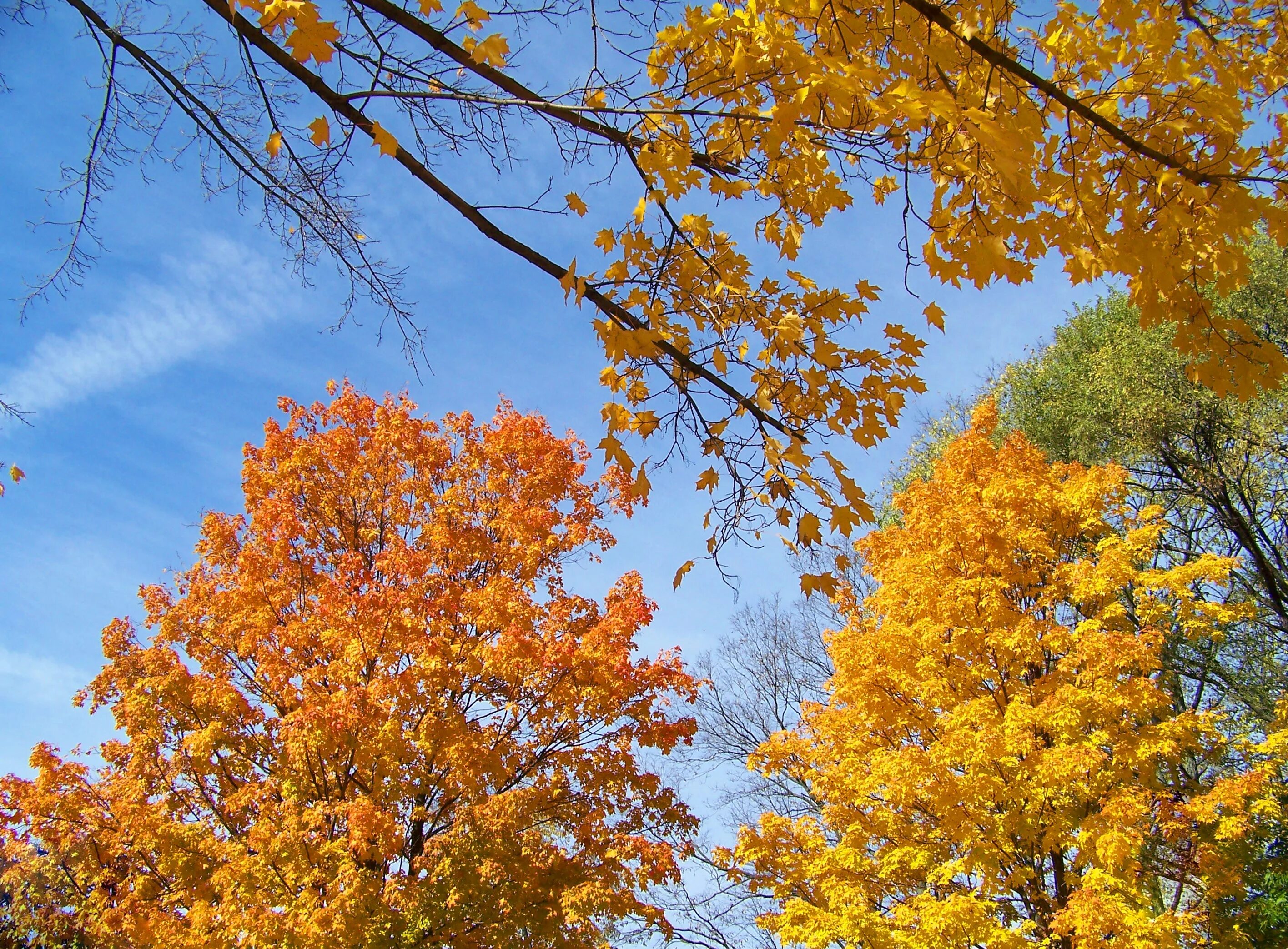 Осеннее дерево. Осень деревья. Осень листопад. Дерево листопад. Пришла осенним листопадом