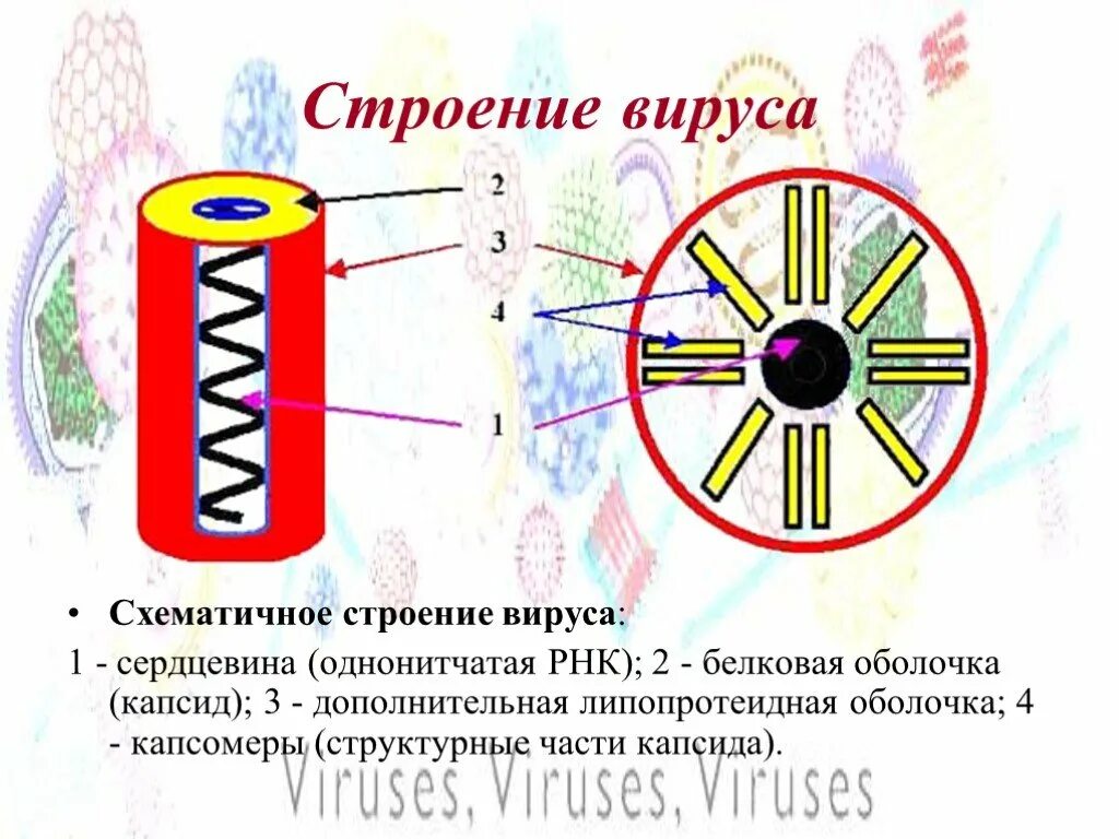 4 строение вирусов. Строение вируса. Строение вируса схематично. Вирусы и их строение. Схематичное строение вируса и его части.