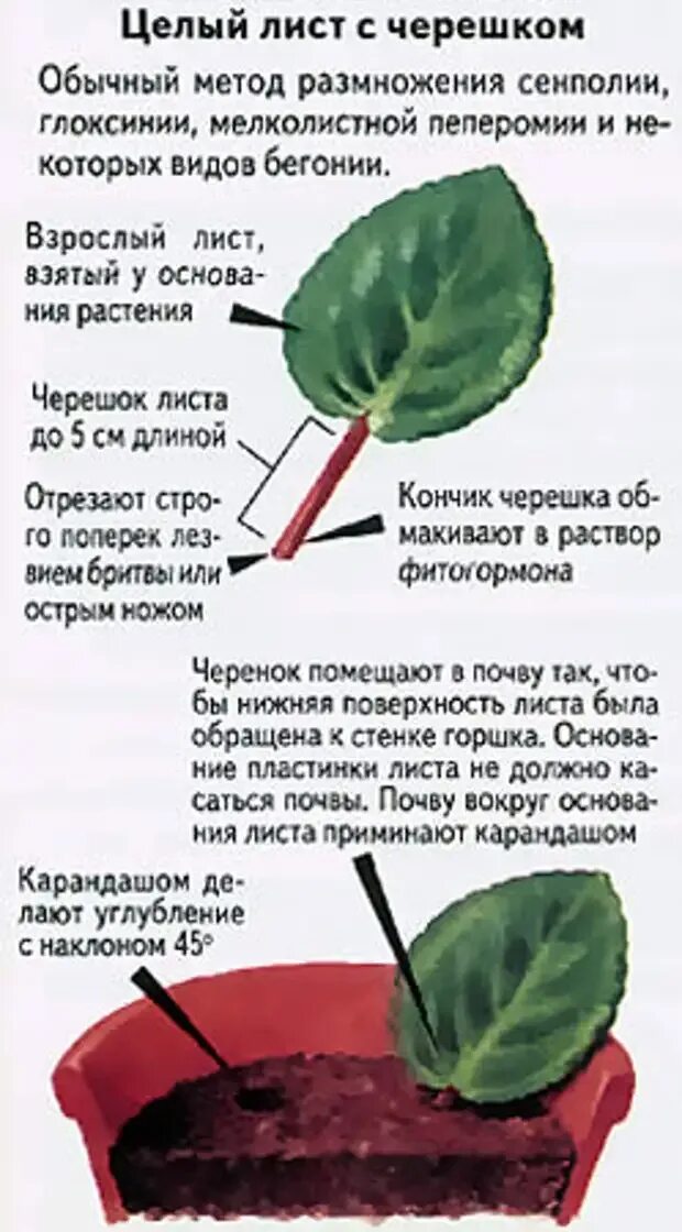 Можно ли листочками размножать