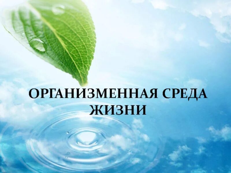 Высказывания на тему урок. Цитаты про здоровье. Афоризмы про здоровье. Высказывания о здоровье. Фразы про здоровье.