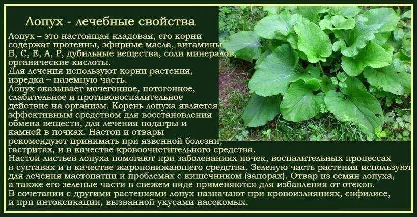 Трепещущий листок лечат
