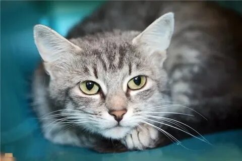 Котобаз 136