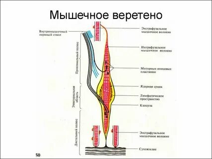 Нейромышечная связь