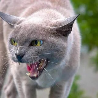К чему снится злая кошка