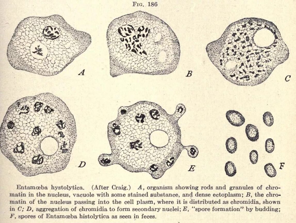 Какой цифрой обозначена на рисунке стадия амебы. Дизентерийная амеба (Entamoeba histolytica). Entamoeba histolytica циста. Строение форм дизентерийной амебы. Дизентерийная амеба строение.