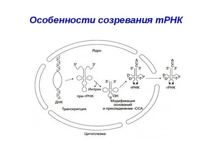 Процессинг созревание ирнк