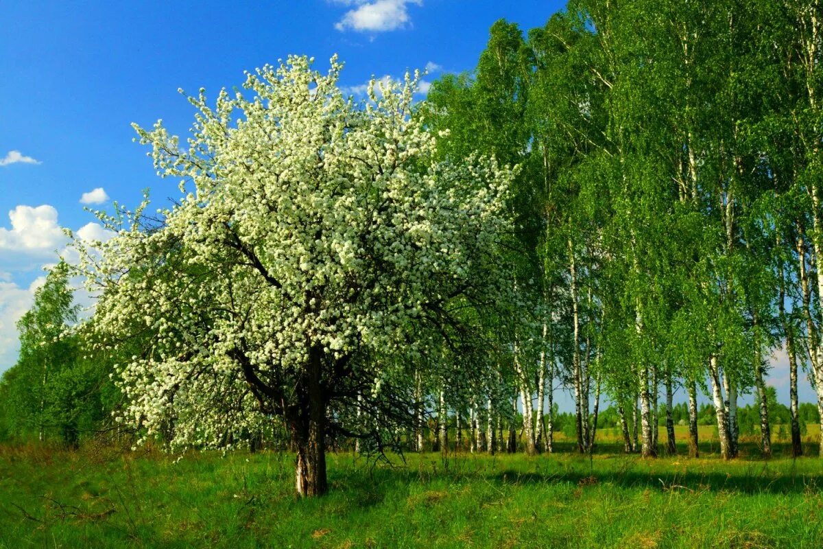 Дикая яблоня в лесу. Яблоня Лесная. Дикая Лесная яблоня. Дикая яблоня цветет. Яблоня Сибирская.