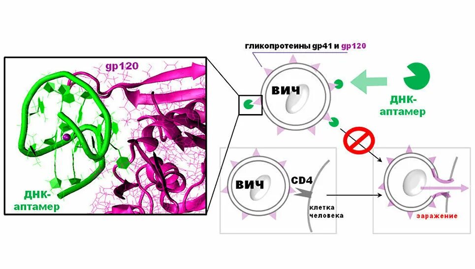 Днк вич. Вич рнк или днк. Днк вич. Днк вич. Вич днк или рнк содержащий вирус.