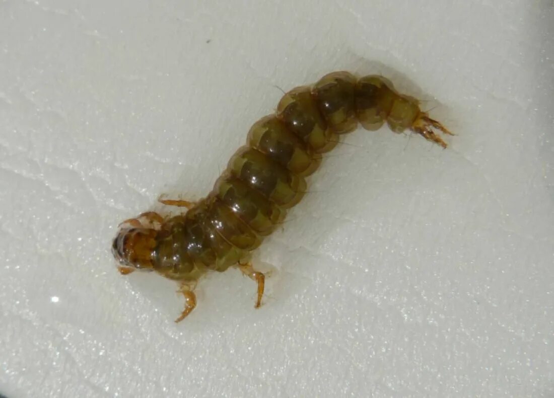 личинка culicidae. личинка стрекозы и жук-плавунец. ручейник личинки комаров. головастики комаров. личинки подёнки наживка.