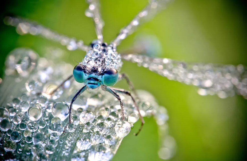 Macro