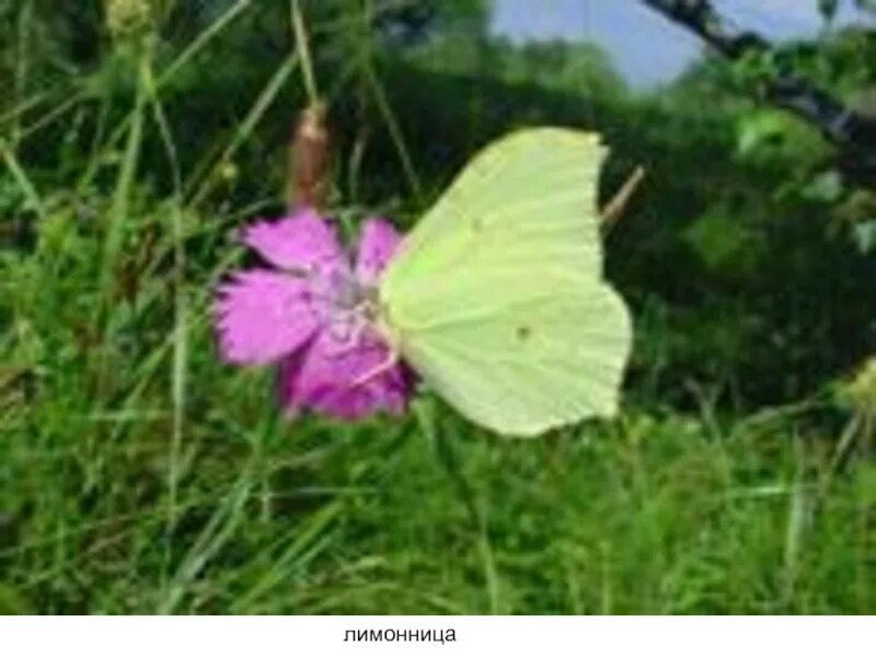 Бабочка лимонница сидит на бруснике. Бабочка лимонница крушинница. Бабочка капустница и лимонница. Бабочка лимонница картинка. Лимонница на васильке.