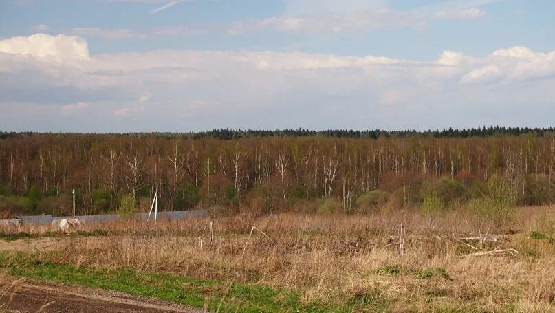Тихий лес ижевск. Лесное новгородская область дорога. Лобково рузский район. Лес № 2. Лес на два километра.