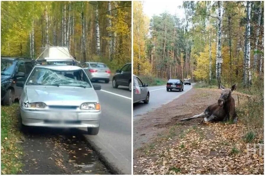 Сбил лося на дороге штраф