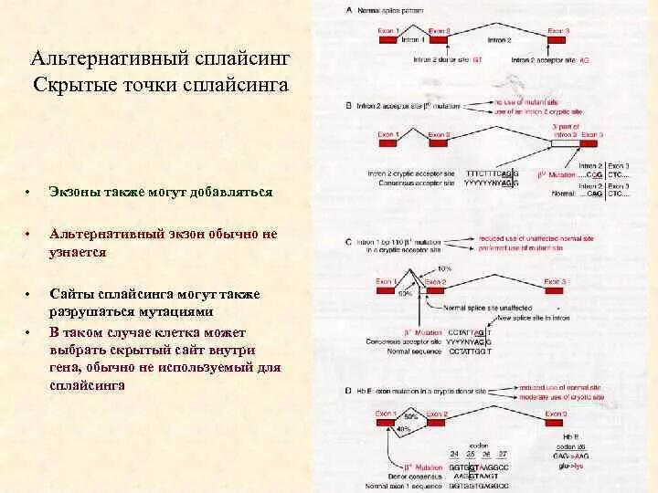 Сплайсинг эукариот. Схема альтернативного сплайсинга. альтернативный сплайсинг схема. сплайсинг мутации. альтернативный сплайсинг характерен для….