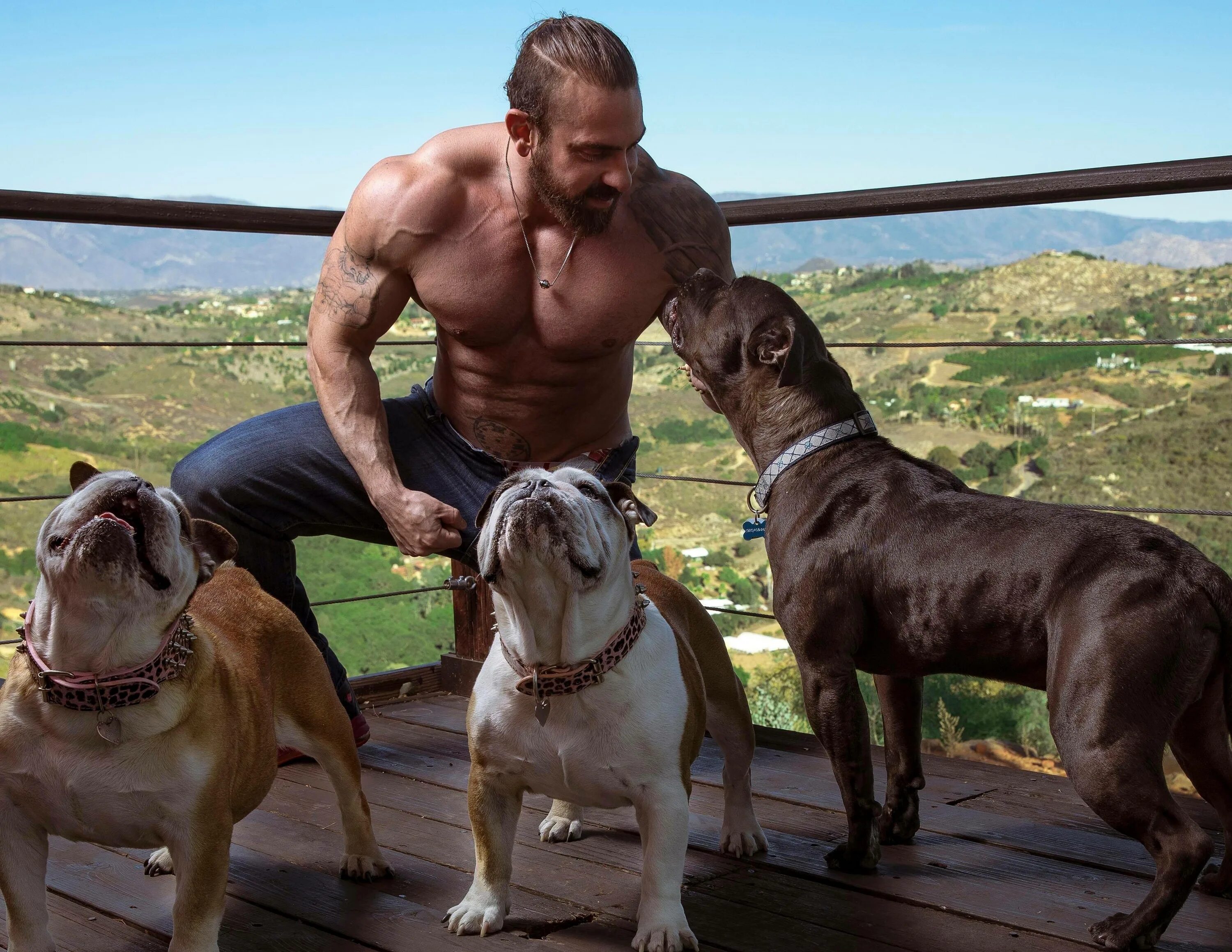 Мышечная собака. Мышечная собака. Мышечная собака. Амстафф и американский булли. Бойцовый терьер.