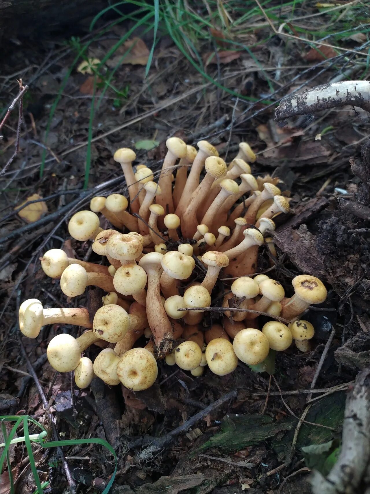 Чешуйчатка ольховая pholiota alnicola. Огнёвка ольховая чешуйчатка. Чешуйчатка ольховая pholiota alnicola. Чешуйчатка ольховая гриб. Осенние опята ольховые.