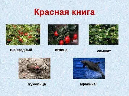 Животные и растения черного