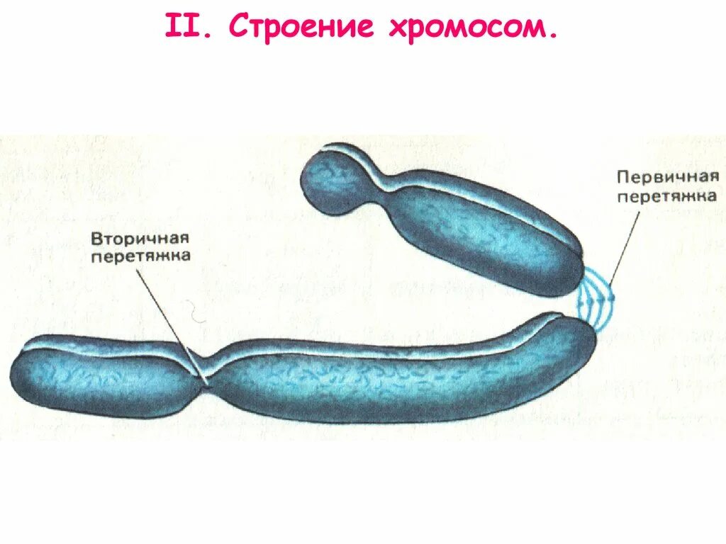 Структура 4 хромосомы. Зарисовать хромосому. зарисовать строение хромосомы. составные части хромосомы. строение хромосомы подробно.