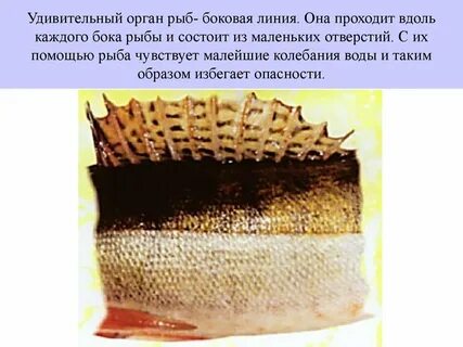 Органы боковой линии