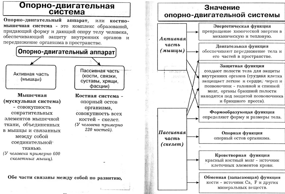 Системы человека таблица. Опорно-двигательная система человека строение и функции таблица. Таблица опорно двигательная система 8 класс биология. Опорно двигательная система функции таблица. Опорно двигательная система биология 8 класс.