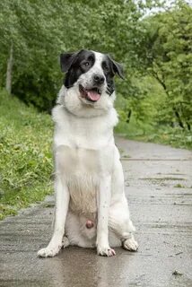 Dogs 30