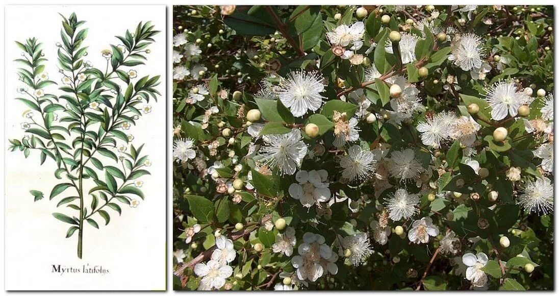 Пафос бухта афродиты. Куст афродиты. Каликант цветущий. Пряный южный кустарник мирт. Куст афродиты.