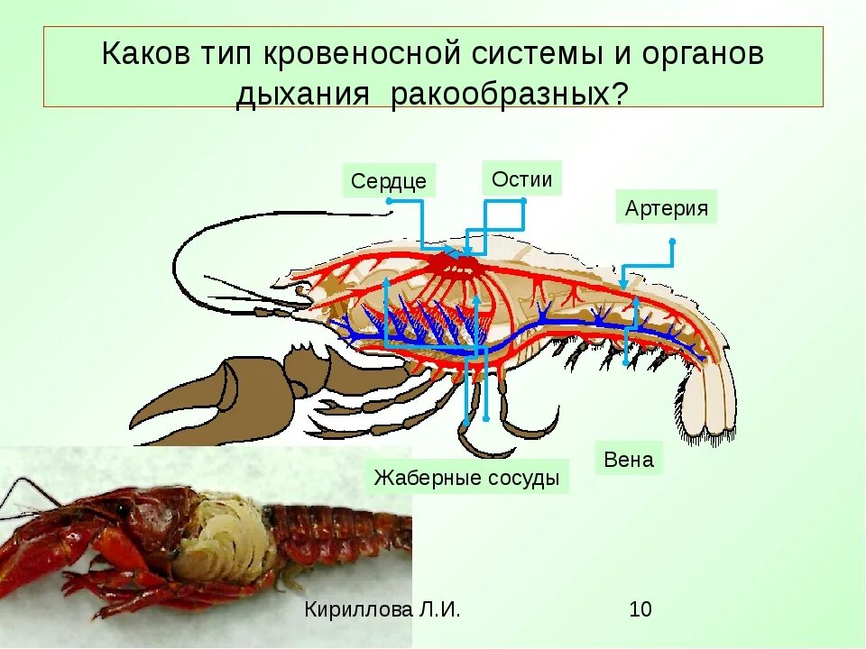 Кровообращение у насекомых. Дыхательная система членистоногих ракообразных. Кровеносная система ракообразных 7 класс биология. Класс ракообразные система органов органы. Дыхательная система ракообразных 7 класс.