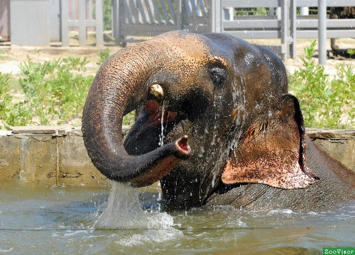 Слон купается в водопаде. Довольный слон фото. Довольная как слон фразы. Почему довольный как слон. Шторка для ванной слон на унитазе.