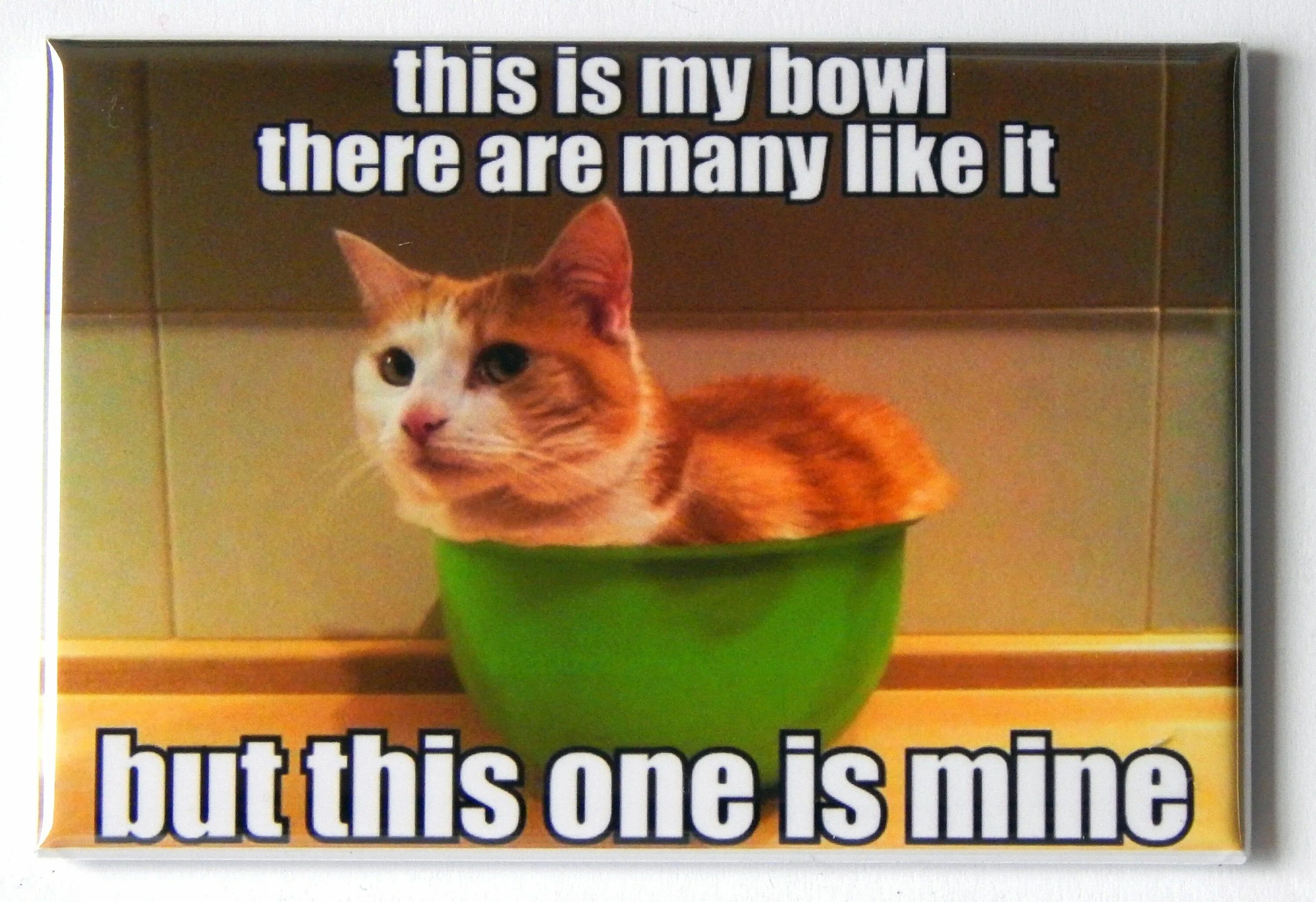 It s my cat. Cat in a Bowl. Meme motivating Cat. My Cat are. This my Cat или this is.