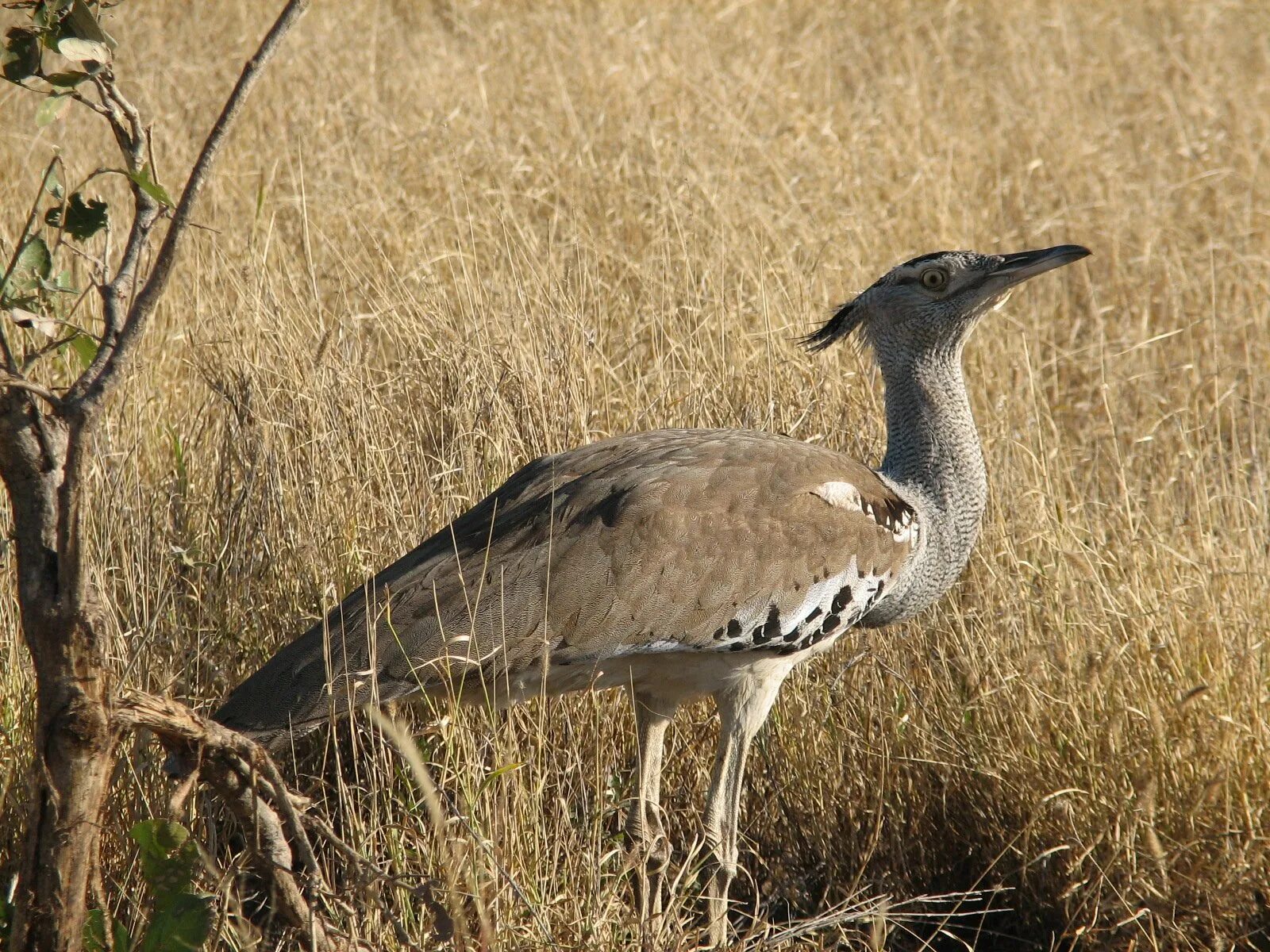 Синяя степная птица. Bustard - Дрофа Африка. Африканская Дрофа кори. Дрофа кори птица. Дрофа Дудак.