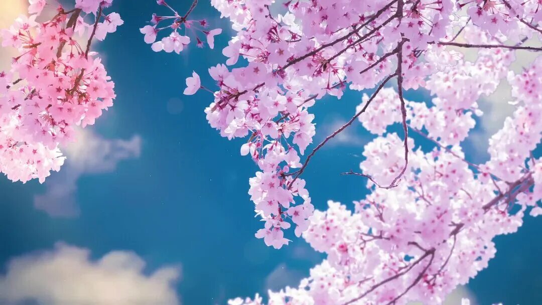 Сакура живые обои. Сакура. Обои на рабочий стол Сакура. Blooming Sakura. Живые обои на рабочий стол.