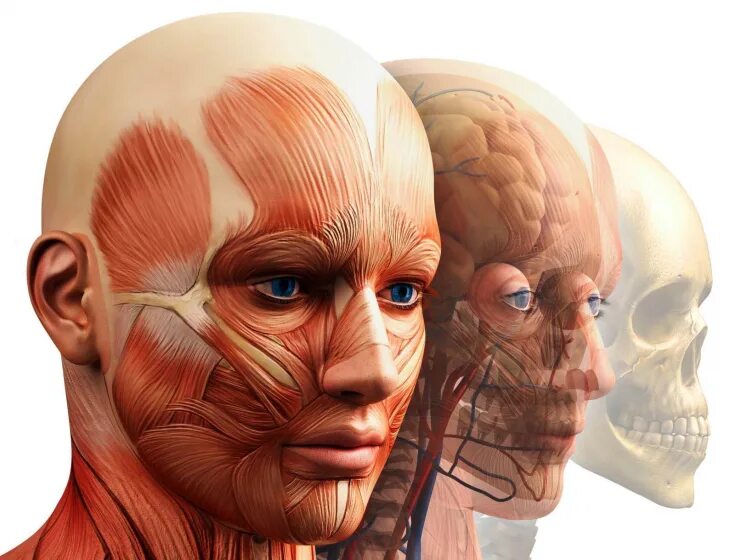 Зона лба. Мышцы лица и шеи анатомия для косметологов. Анатомия головы и шеи человека. Миофасциальный массаж лица анатомия.