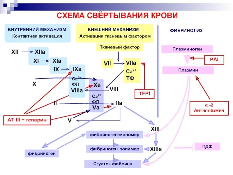 Функция свертывания крови выполняют. Внешний путь свертывания крови схема. Свертывающая и противосвертывающая системы крови схема. Схема свертывания крови патофизиология. Схема первой фазы коагуляционного гемостаза.