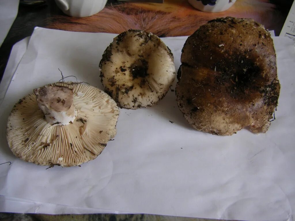 Подгруздок чернеющий (Russula nigricans): фото, описание и как готовить этот гри