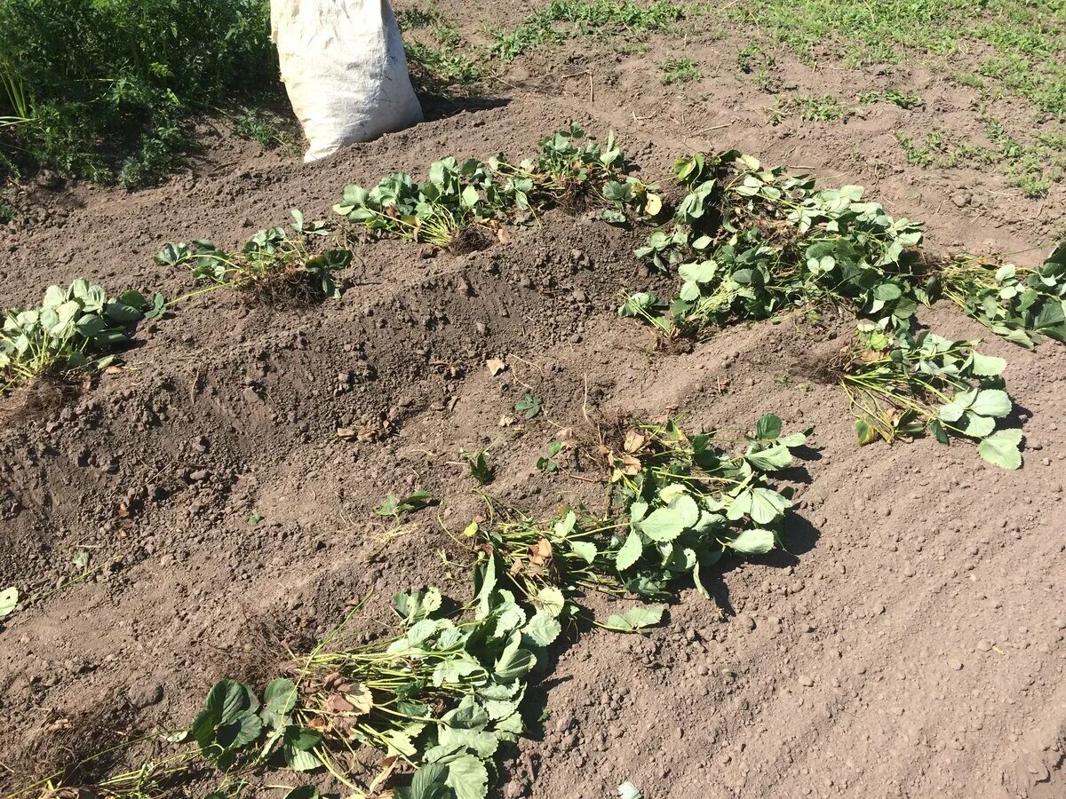 Когда можно пересаживать клубнику на новое место. Посадка клубники. Посадка клубники весной. Пересадить клубнику. Пересадить клубнику весной.