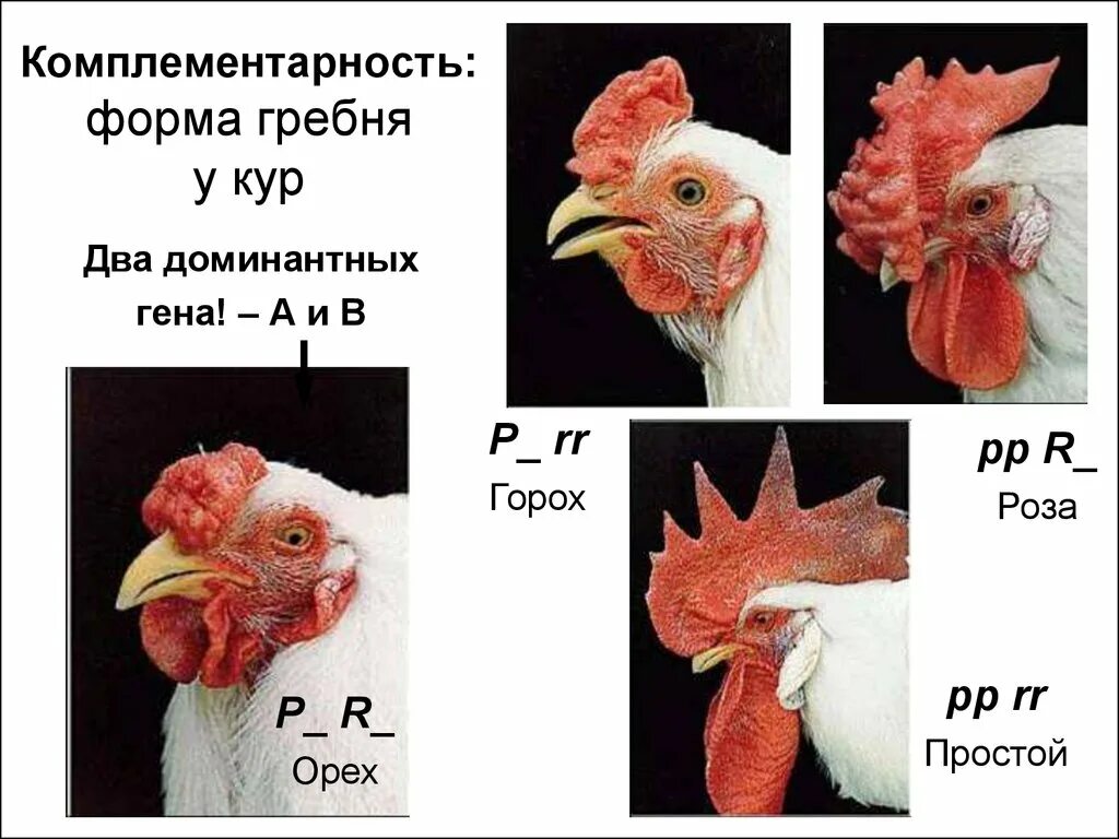 Наследование формы гребня у кур. Комплементарность гребни кур. Комплементарность генетика форма гребня у кур. Наследование формы гребня у кур комплементарное взаимодействие. Ореховидный гребень