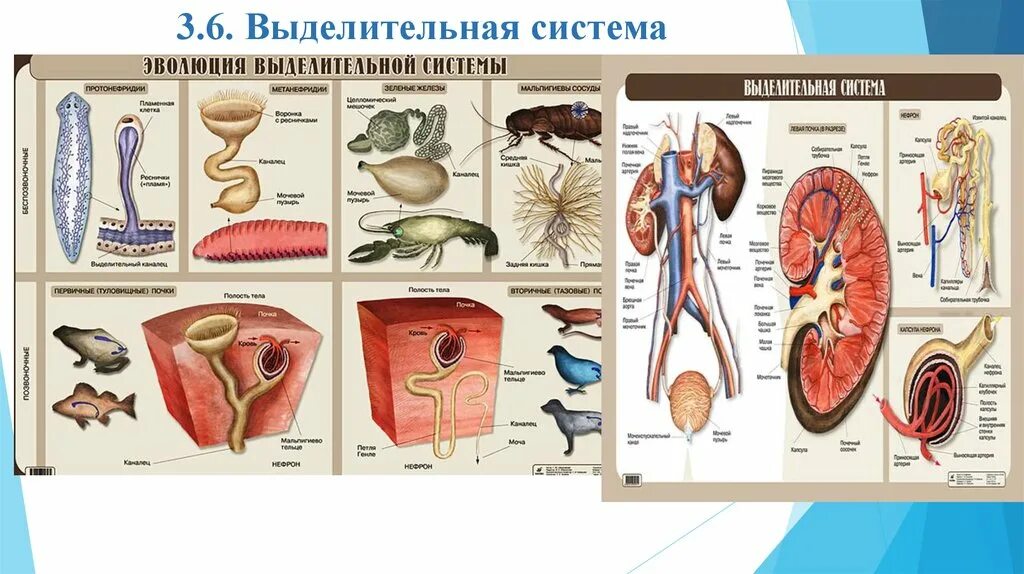 Эволюция органов выделительной системы у животных. Эволюция систем органов хордовых выделительной. Эволюция выделительной системы системы. Система органов животных выделительная система. Органы выделения беспозвоночных